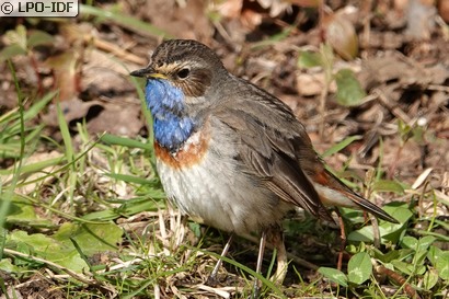Gorgebleue à miroir