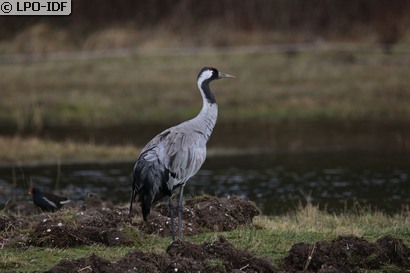 Grue cendrée