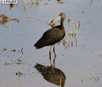 Ibis falcinelle