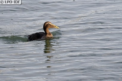 Eider à duvet