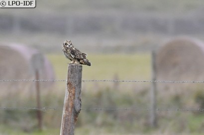 Hibou des marais