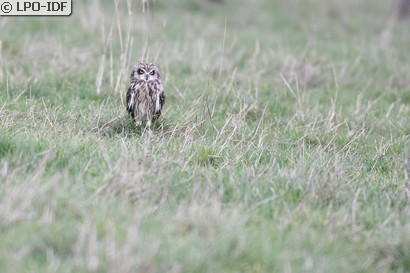 Hibou des marais