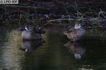 Sarcelle à ailes bleues