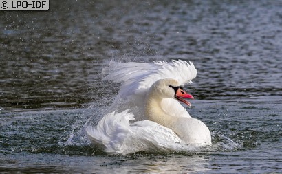 Cygne tuberculé