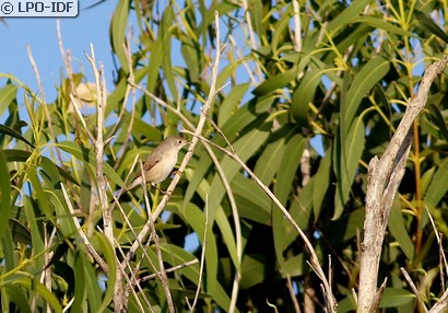 Fauvette des jardins