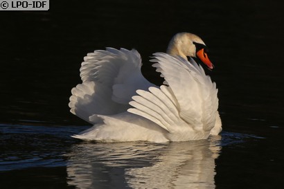 Cygne tuberculé
