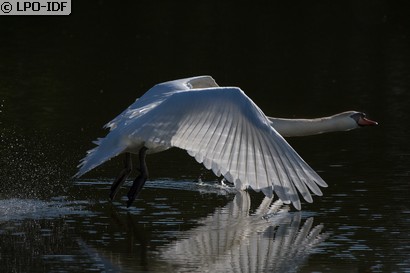 Cygne tuberculé