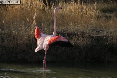 Flamant rose