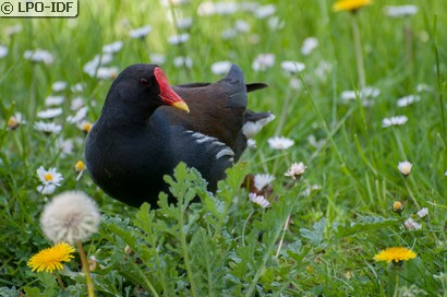 Gallinule poule-d'eau