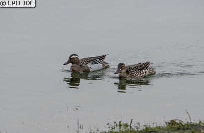 Sarcelle d'été