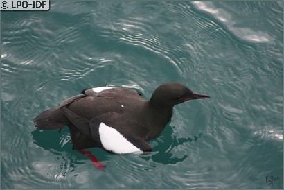 Guillemot à miroir