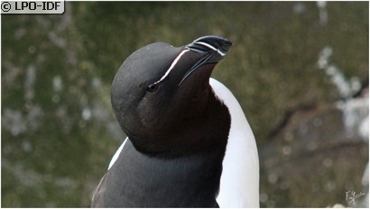 Pingouin torda