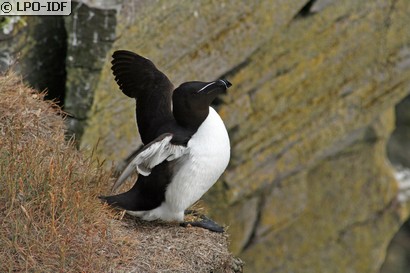 Pingouin torda
