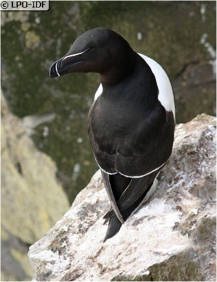 Pingouin torda