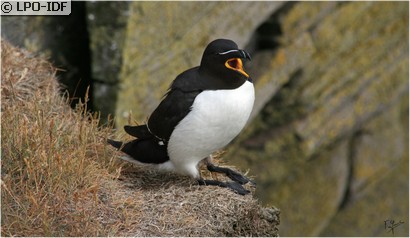 Pingouin torda