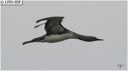 Plongeon arctique