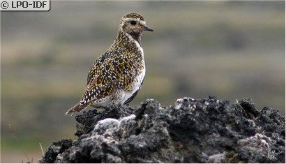 Pluvier doré
