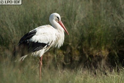 Cigogne blanche