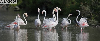 Flamant rose
