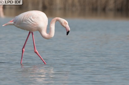 Flamant rose