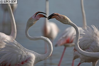 Flamant rose