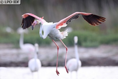 Flamant rose