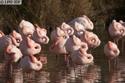 Flamant rose