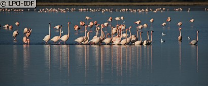 Flamant rose