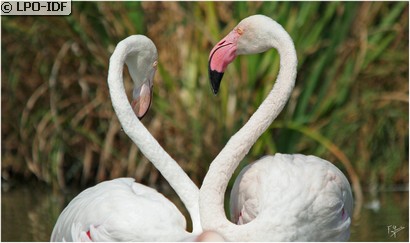 Flamant rose