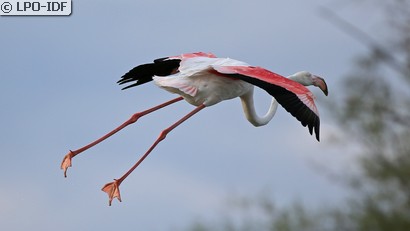 Flamant rose
