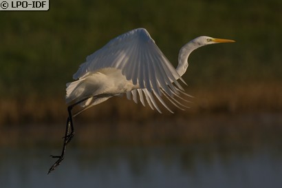 Grande Aigrette