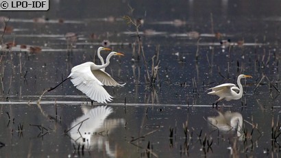 Grande Aigrette