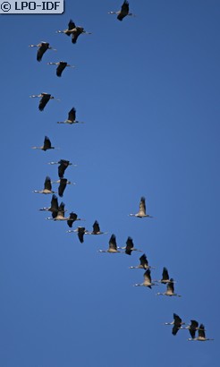 Grue cendrée