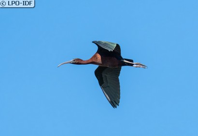 Ibis falcinelle