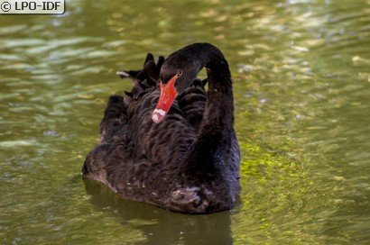Cygne noir