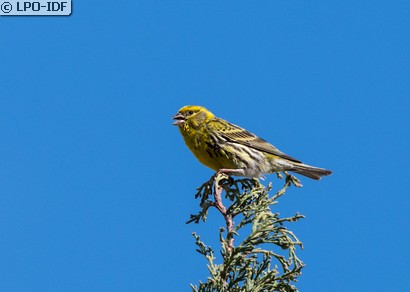 Serin cini
