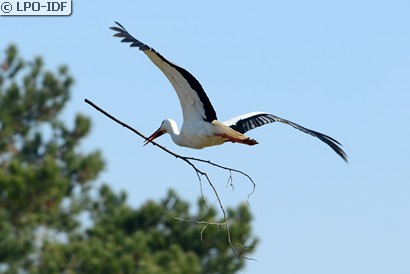 Cigogne blanche