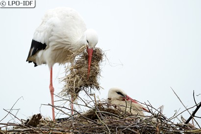 Cigogne blanche