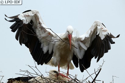 Cigogne blanche