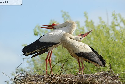 Cigogne blanche