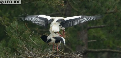 Cigogne blanche