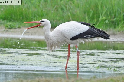 Cigogne blanche