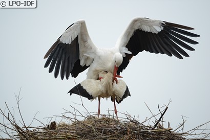 Cigogne blanche