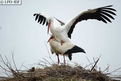 Cigogne blanche