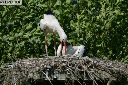 Cigogne blanche