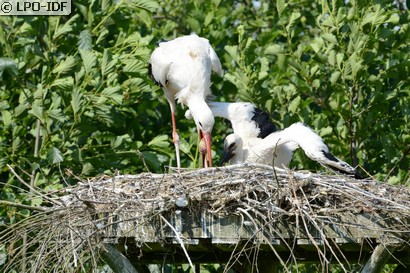 Cigogne blanche