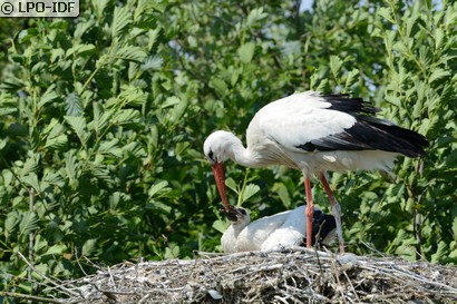 Cigogne blanche