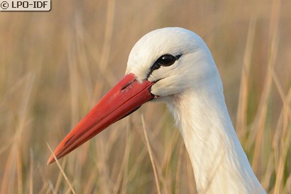 Cigogne blanche