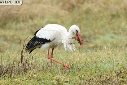 Cigogne blanche