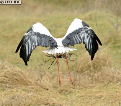 Cigogne blanche